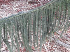 Araucaria