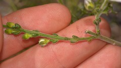 Cyanothamnus coerulescens