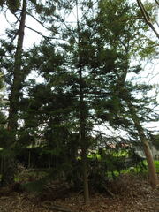 Araucaria
