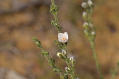 Cyanothamnus coerulescens