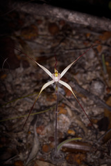 Caladenia polychroma