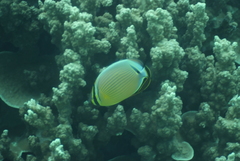 Chaetodon lunulatus