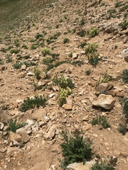 Castilleja occidentalis