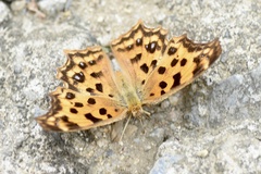 Polygonia c-aureum