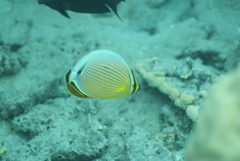 Chaetodon lunulatus