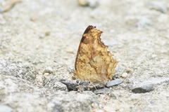 Polygonia c-aureum