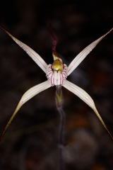 Caladenia polychroma