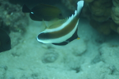 Heniochus chrysostomus