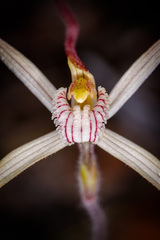 Caladenia polychroma