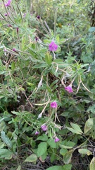Epilobium hirsutum