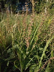 Salvia dumetorum