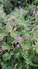 Epilobium hirsutum