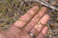 Corynotheca dichotoma