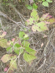 Rubus fruticosus