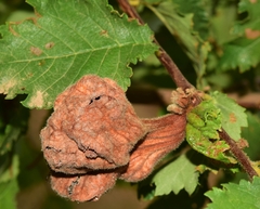 Eriosoma lanuginosum