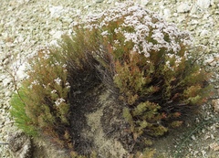 Limonium macrorrhizum