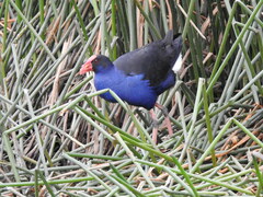 Porphyrio melanotus melanotus