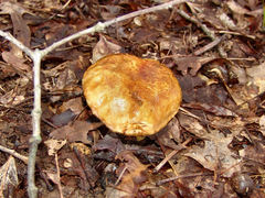 Suillus decipiens