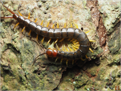 Scolopendromorpha