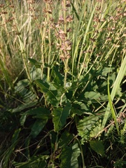 Salvia dumetorum