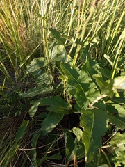 Salvia dumetorum