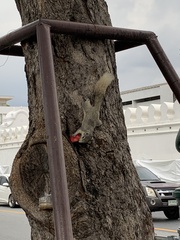 Callosciurus finlaysonii