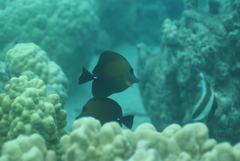 Zebrasoma scopas