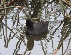 Fulica atra australis