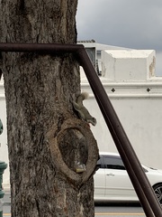 Callosciurus finlaysonii