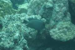 Ctenochaetus striatus