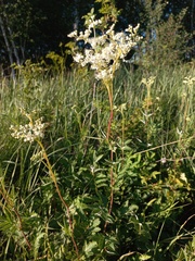 Filipendula stepposa