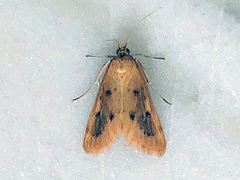 Achyra nudalis