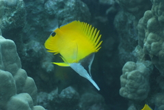 Forcipiger flavissimus