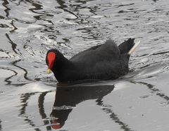 Gallinula tenebrosa