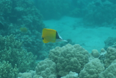 Forcipiger flavissimus