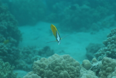 Forcipiger flavissimus