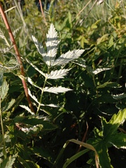 Filipendula stepposa