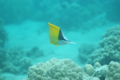 Forcipiger flavissimus