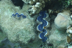 Tridacna maxima