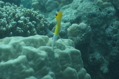 Forcipiger flavissimus