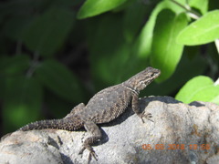Sceloporus dugesii