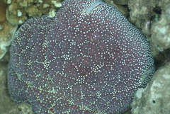 Culcita novaeguineae