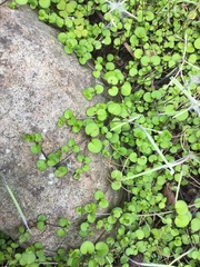 Epilobium nummulariifolium