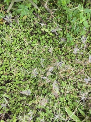 Epilobium nummulariifolium