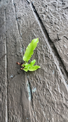 Asplenium scolopendrium