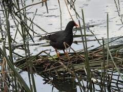 Gallinula tenebrosa