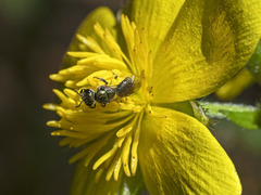Lasioglossum loetum