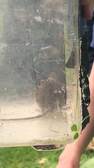 Apodemus sylvaticus