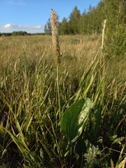 Plantago maxima