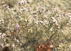 Limonium macrorrhizum